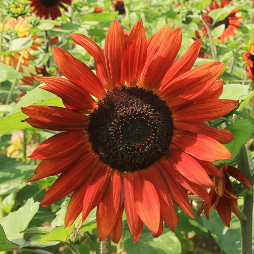 'Magician' Ornamental Sunflower Seeds - Tall Vintage Red Cut Flower Variety with High Germination and Fast Growth
