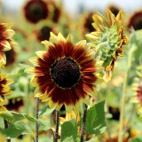 'Sunset Glow' Ornamental Sunflower Seeds - Premium Bicolor Variety, High Germination Rate, Easy to Grow