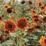 'Magician' Ornamental Sunflower Seeds - Tall Vintage Red Cut Flower Variety with High Germination and Fast Growth