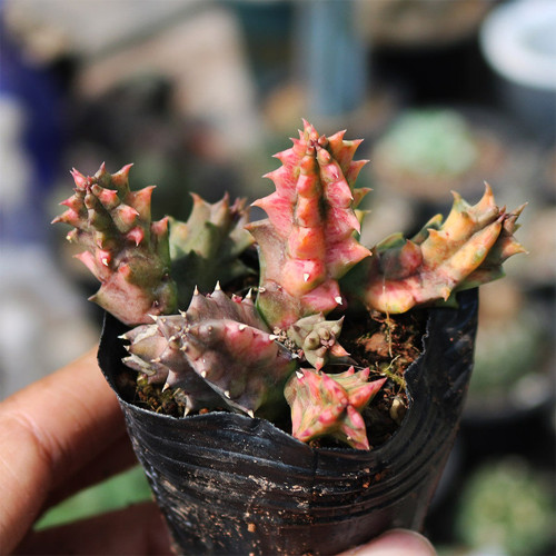 Variegated Huernia Zebrina 'Lifesaver' - Rare Collector's Succulent with Colorful Stems & Iconic Ring Blooms