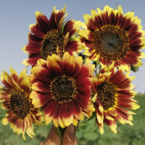 'Sunset Glow' Ornamental Sunflower Seeds - Premium Bicolor Variety, High Germination Rate, Easy to Grow