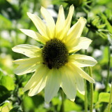 'Lemon Boy' Ornamental Sunflower Seeds - Fast-Growing, Multi-Branching Tall Garden Flowers