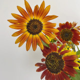 'Magician' Ornamental Sunflower Seeds - Tall Vintage Red Cut Flower Variety with High Germination and Fast Growth
