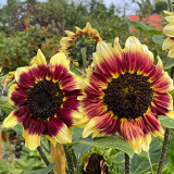 'Sunset Glow' Ornamental Sunflower Seeds - Premium Bicolor Variety, High Germination Rate, Easy to Grow