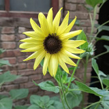 'Lemon Boy' Ornamental Sunflower Seeds - Fast-Growing, Multi-Branching Tall Garden Flowers