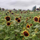 'Sunset Glow' Ornamental Sunflower Seeds - Premium Bicolor Variety, High Germination Rate, Easy to Grow