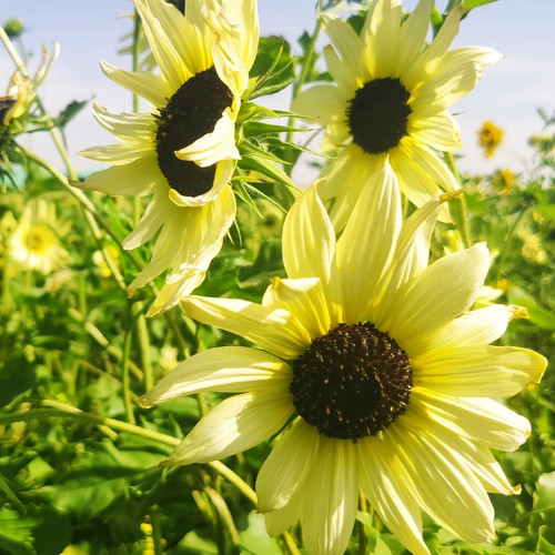 'Lemon Boy' Ornamental Sunflower Seeds - Fast-Growing, Multi-Branching Tall Garden Flowers