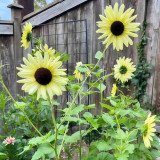 'Lemon Boy' Ornamental Sunflower Seeds - Fast-Growing, Multi-Branching Tall Garden Flowers