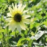 'Lemon Boy' Ornamental Sunflower Seeds - Fast-Growing, Multi-Branching Tall Garden Flowers