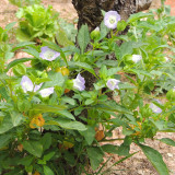 Shoo-Fly Plant Seeds - Fast-Growing Annual with Blue Flowers & Natural Pest Repellent