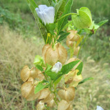 Shoo-Fly Plant Seeds - Fast-Growing Annual with Blue Flowers & Natural Pest Repellent