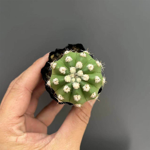 Echinopsis Eyriesii Live Cactus | Short-haired Ball Cactus, Live Easy-Care Globular Succulent