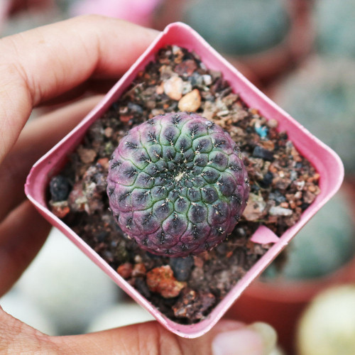 Sulcorebutia rauschii Cactus - Compact Purple-Green Globular Live Plant, Rare Cactus, Low Maintenance