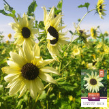 'Lemon Boy' Ornamental Sunflower Seeds - Fast-Growing, Multi-Branching Tall Garden Flowers