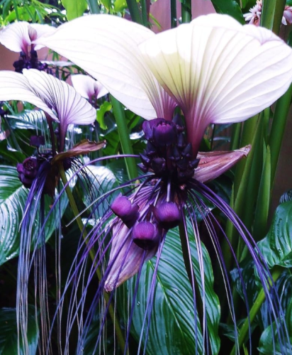 Rare White Bat Flower Seeds