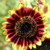 'Sunset Glow' Ornamental Sunflower Seeds - Premium Bicolor Variety, High Germination Rate, Easy to Grow