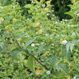 Shoo-Fly Plant Seeds - Fast-Growing Annual with Blue Flowers & Natural Pest Repellent
