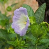 Shoo-Fly Plant Seeds - Fast-Growing Annual with Blue Flowers & Natural Pest Repellent