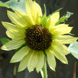 'Lemon Boy' Ornamental Sunflower Seeds - Fast-Growing, Multi-Branching Tall Garden Flowers