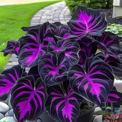Rare Hosta Flower Seeds Perennials Plantain Rare Lily Flower (Black Purple）