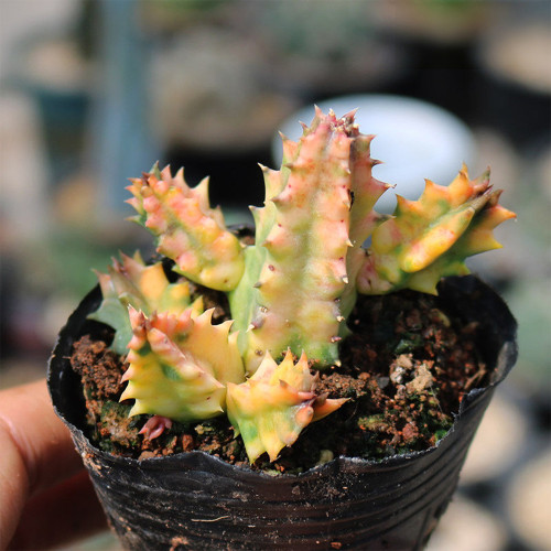 Variegated Huernia Zebrina 'Lifesaver' - Rare Collector's Succulent with Colorful Stems & Iconic Ring Blooms