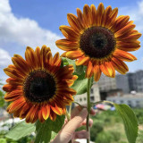 'Magician' Ornamental Sunflower Seeds - Tall Vintage Red Cut Flower Variety with High Germination and Fast Growth