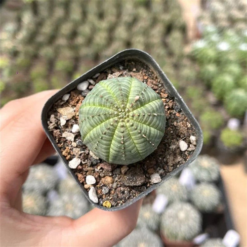 Baseball Plant Succulent | Euphorbia obesa Live Succulent, Low Maintenance Indoor Gardening Plant