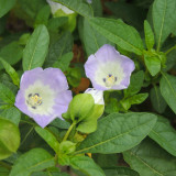 Shoo-Fly Plant Seeds - Fast-Growing Annual with Blue Flowers & Natural Pest Repellent