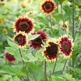 'Sunset Glow' Ornamental Sunflower Seeds - Premium Bicolor Variety, High Germination Rate, Easy to Grow