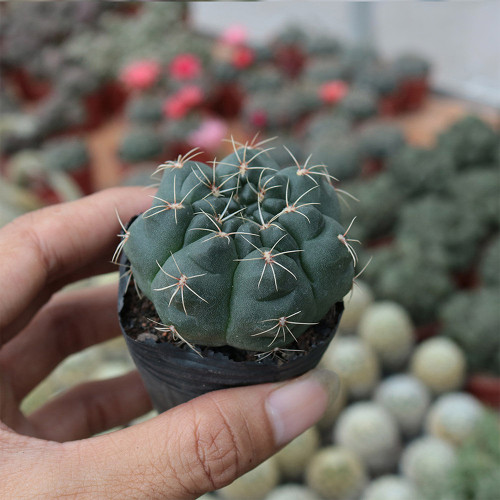 Baldian's Gymnocalycium Cactus | Gymnocalycium baldianum, Low Maintenance Indoor/Outdoor Plant