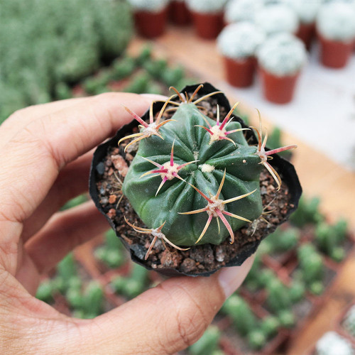 Ferocactus Latispinus 'Sunrise' | Compact, Beginner-Friendly Cactus for Small Spaces & Desks