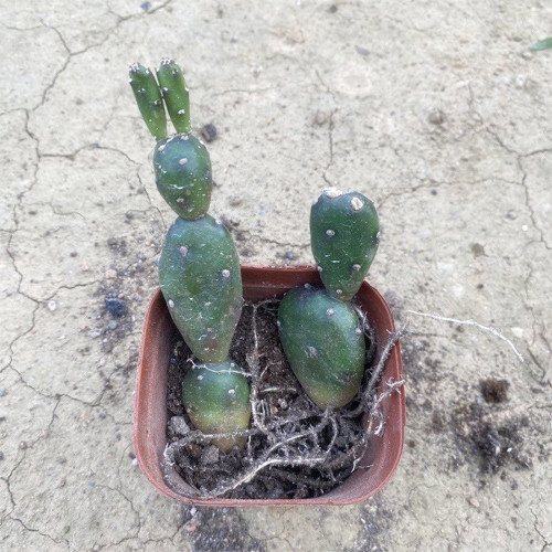 Opuntia Debreczyi Cactus | 'Little Clay Figure' Prickly Pear, Rare Olive-Green Succulent for Indoor Decor