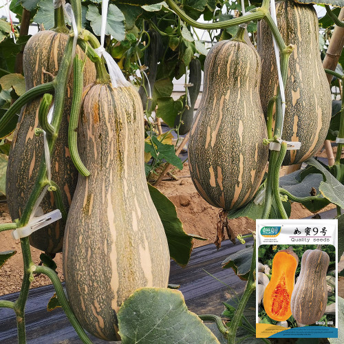 'Rumi No. 9' Pumpkin Seeds - Vigorous Growth, High Yield, Superior Sweetness, Rich Nutrition