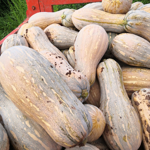 'Rumi No. 9' Pumpkin Seeds - Vigorous Growth, High Yield, Superior Sweetness, Rich Nutrition