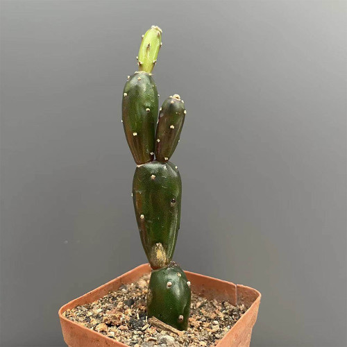 Opuntia Debreczyi Cactus | 'Little Clay Figure' Prickly Pear, Rare Olive-Green Succulent for Indoor Decor