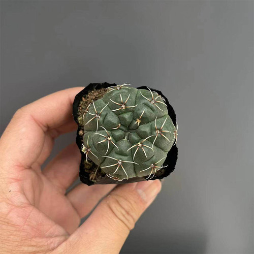 Baldian's Gymnocalycium Cactus | Gymnocalycium baldianum, Low Maintenance Indoor/Outdoor Plant