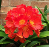 Real clivia Seed Flower Seeds Decorative Flowers Indoor Garden