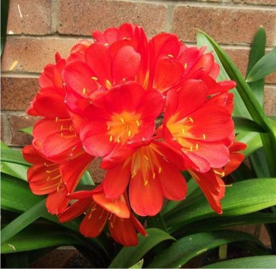 Real clivia Seed Flower Seeds Decorative Flowers Indoor Garden