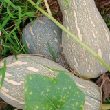 'Rumi No. 9' Pumpkin Seeds - Vigorous Growth, High Yield, Superior Sweetness, Rich Nutrition