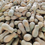 'Rumi No. 9' Pumpkin Seeds - Vigorous Growth, High Yield, Superior Sweetness, Rich Nutrition