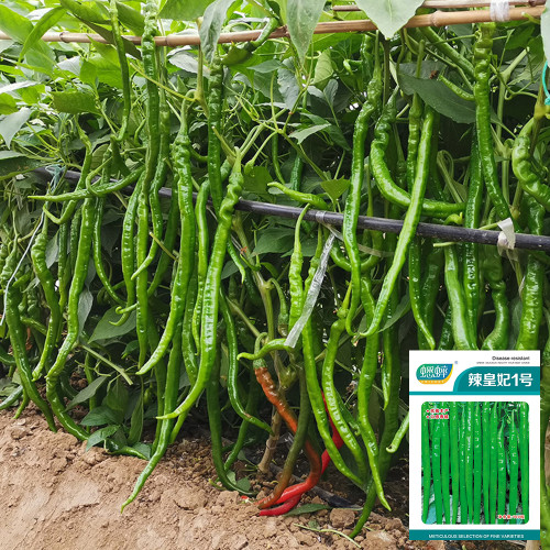 'Spicy Empress No. 1' Chili Pepper Seeds - High Yield, Easy to Grow, Long Harvest Season, Low Maintenance