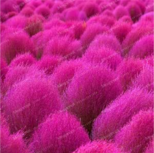 Burning Bush Kochia Scoparia Seed Red Garden Ornamental Easy Grow (Color: 5)