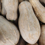 'Rumi No. 9' Pumpkin Seeds - Vigorous Growth, High Yield, Superior Sweetness, Rich Nutrition