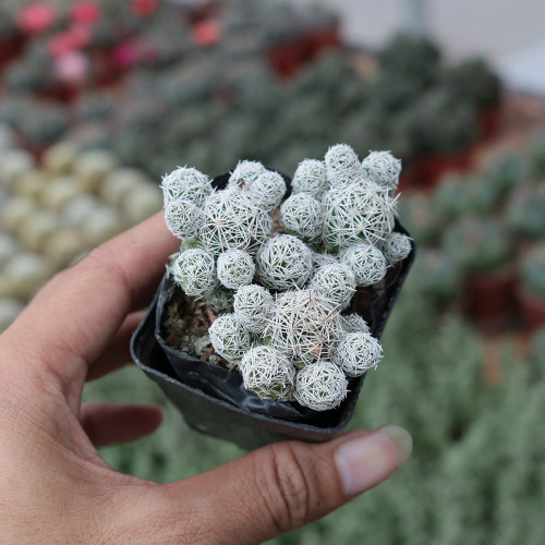Thimble Cactus Plant for Sale | Mammillaria Gracilis Fragilis, Easy-Care Clumping Succulent with Frosty White Spines