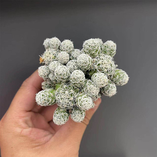 Thimble Cactus Plant for Sale | Mammillaria Gracilis Fragilis, Easy-Care Clumping Succulent with Frosty White Spines