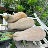 'Rumi No. 9' Pumpkin Seeds - Vigorous Growth, High Yield, Superior Sweetness, Rich Nutrition