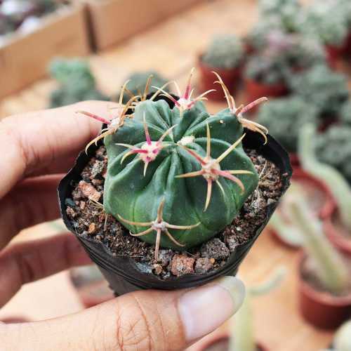 Ferocactus Latispinus 'Sunrise' | Compact, Beginner-Friendly Cactus for Small Spaces & Desks