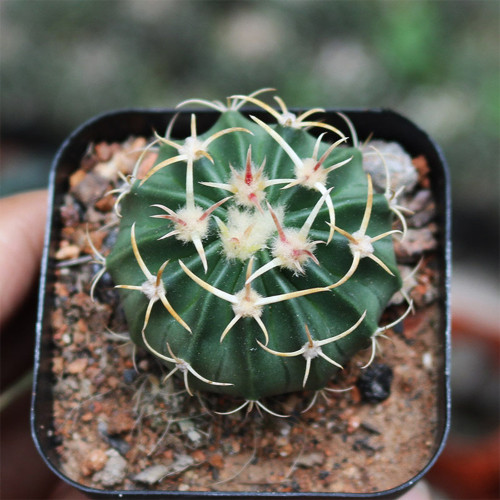 Echinocactus texensis for Sale | Horse-crippler, Texas Barrel Cactus, Slow-Growing Succulent Plant