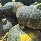 'Yi Nong Jin Li' Pumpkin Seeds - Early-Maturing Premium Variety, High Germination Rate, Ideal for Beginners