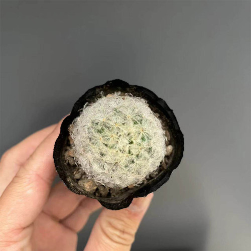 Feather Cactus (Mammillaria Plumosa) for Sale - Fluffy Soft Cactus, Low Maintenance Indoor Succulent